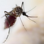 Como proteger a sua família da dengue